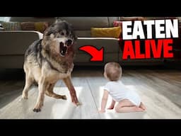 Parents Leave Hybrid Wolf Dog Alone With Baby & Gets Fatally Mauled!