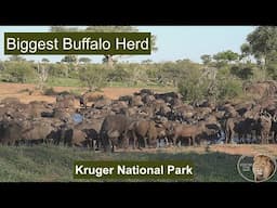 The Largest Buffalo Herd Ever Invades A Waterhole  In Kruger Park