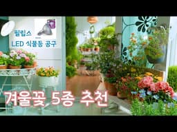 [4K]실내 겨울꽃 5종 추천/ 겨울에 사서 오래 볼 수 있는 꽃 추천/필립스 LED 식물등 이벤트 종료