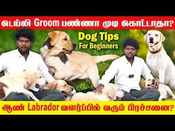 Dog Care Tips | லாப்ரடாரில் ஆண் விட பெண் நாய் வளர்ப்பது எளிதா? | Baby Puppy Care | Labrador Dogs