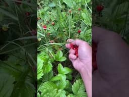 Wild strawberries metsämansikka #kesä #finland #shortshorts