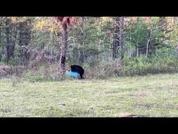 black bear feeding livestream