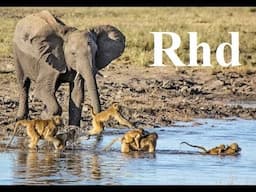 Baboons and Elephants of Chobe River,  Nature 2018 full HD Documentary.