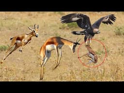 Gazelle Mother Trying Protect Her Children From The Eagle But Fail - Gazelle Vs Eagle Real Fight