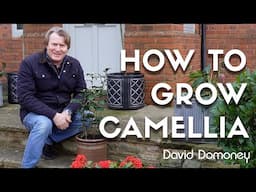 How to grow and care for Camellia