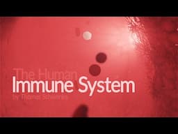 Human Immune System - How it works! (Animation)