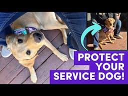 Service Dog Training: Spin Into Middle ("Close") for Public Access and Transportation