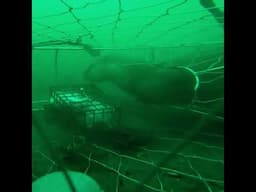 #shorts A Sea otter visiting both my crab traps for a snack! GoPro in crabs traps are awesome!