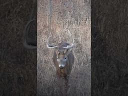 PERFECT SHOT On A Big Old Post Rut Whitetail Buck!