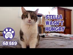 Stella Wasn't Hungry, Windy Winter Weather - Lucky Ferals Cat Vlog S8 E69