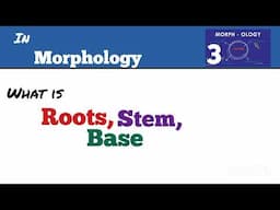 Understanding Root, Stem, Base, and Affixes in Linguistics and Morphology