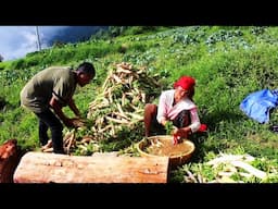 Wonderful Farming Life Of Mountain Village || Harvesting Radish & Cabbage