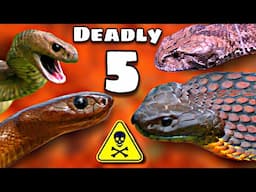 The TOP 5 WORST SNAKE BITES In AUSTRALIA!!!