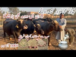 Cow Buffalo ka Doodh Barhany ka Tarika by Dr Burhan Azam Rana ll Best TMR Formula #cow #buffalo