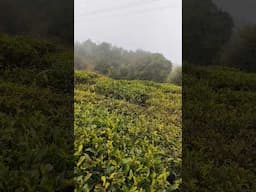 #darjeeling #india #tourism #tea #garden #nature #love #foryou #youtubeshorts #awesome #viralvideo