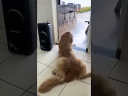 Have You Ever Seen a Dancing Dog?! (@valtersantosk87)