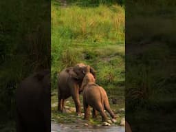 Elephant moments from Corbett