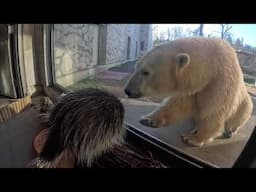 Adorable Porcupine Meets Playful Polar Bears