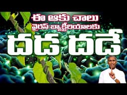 ఈ ఆకు చాలు!! వైరస్ బ్యాక్టీరియాకు దడ దడే !! 😳 Seasonal Infection 😳 Dr Manthena Satyanarayana Raju