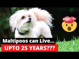 25 Astonishing Facts about Maltipoo (Maltese Poodle Mix-Breed) [6th will Shock You]