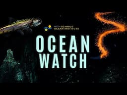 Ocean Watch | A Tale of Deep Sea Exploration