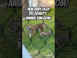 NEW BABY TIGER at Disney’s Animal Kingdom!