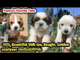 ನಮ್ಮ Beautiful Beagle shih tzu ಮತ್ತು Golden retriever ನಾಯಿಮರಿಗಳು ಹೇಗಿವೆ ನೋಡಿ 😍 | Puppies playing