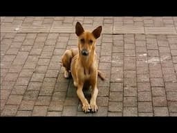 Skinny body, mother patiently lying in front of restaurant door begging for some food for her child