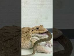 Giant Asian Bullfrog eats Live Snake #shorts