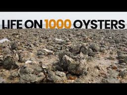 Marine Biologist Explore Reef with THOUSANDS of oysters!