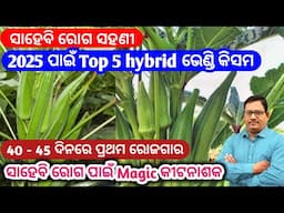 Top hybrid variety of Okra 2025 ସାହେବି ରୋଗ ସହାଣୀ ଶକ୍ତି ଥିବା Top 5 ଭେଣ୍ଡି କିସମ