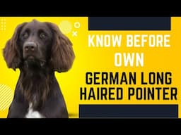 German Long Haired Pointer Breed Portrait - What You NEED to Know Before Owning!!