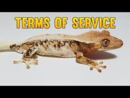 Creating Terms Of Service For Crested Geckos Breeders