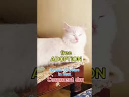 Persian cat free adoption in Bangalore #dollfacepersiancat #persiancat