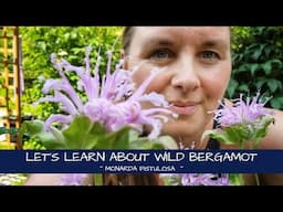 Let's Learn About Wild Bergamot ~ Monarda fistulosa