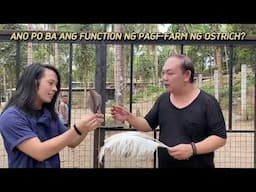 pano nga ba mag alaga ng Ostrich?