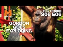 Orang-utans Outside After Months | Season 6 Episode 6 | Full Episode | Monkey Life