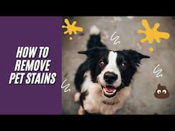 How to Remove Pet Stains On Carpet And Upholstery