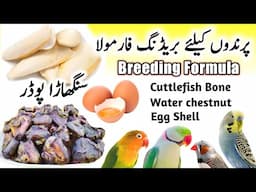 Breeding Formula For Budgies, Lovebirds, Cockatiels, Finches, Java | Water Chestnut || Breeding Food