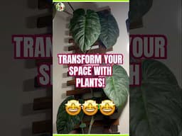 How Indoor Plants Can Transform Your Space