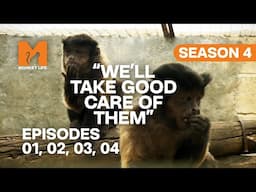 They Can't Look After Their Monkeys Anymore in Monkey Life | S04 E01, 02, 03 & 04 | Full Episodes