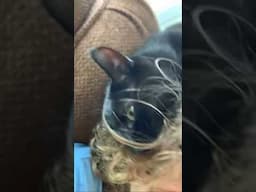 Cat Rolls Around in Boys Hair #shorts