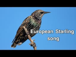 European Starling Song Comparison: Shotgun and Parabolic Microphones