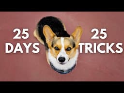 Ultimate Corgi Trick Marathon: 25 Days