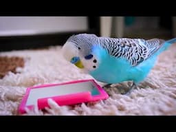 8 Hours of Peaceful Cookie Budgie Sounds for Stress Relief