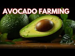 Avocado Farming Business Plan | How to Grow Avocado Step by Step | Avocado Fruit Cultivation Tips