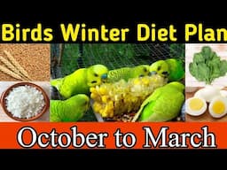 All birds winter diet plan | budgies winter foods |lovebirds winter foods | Mujeeb Birds Breeding