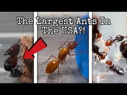 My Biggest Ant Unboxing EVER! Multiple Dream Species!