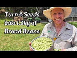 How to Grow Broad Beans – I Got 1.3kg from Just 6 Seeds!