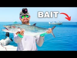 This Spot Was LOADED! Nonstop Offshore Fishing (Kingfish & Snapper)